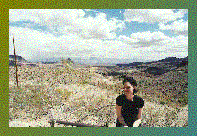 Arizona Desert