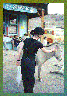 Wild Donkeys